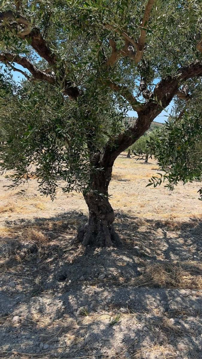 Αυτό δεν ξανάγινε στην Μεσαρά: Έβγαλαν καλούπι από μια ελιά για να φτιάξουν το αντίγραφό της!