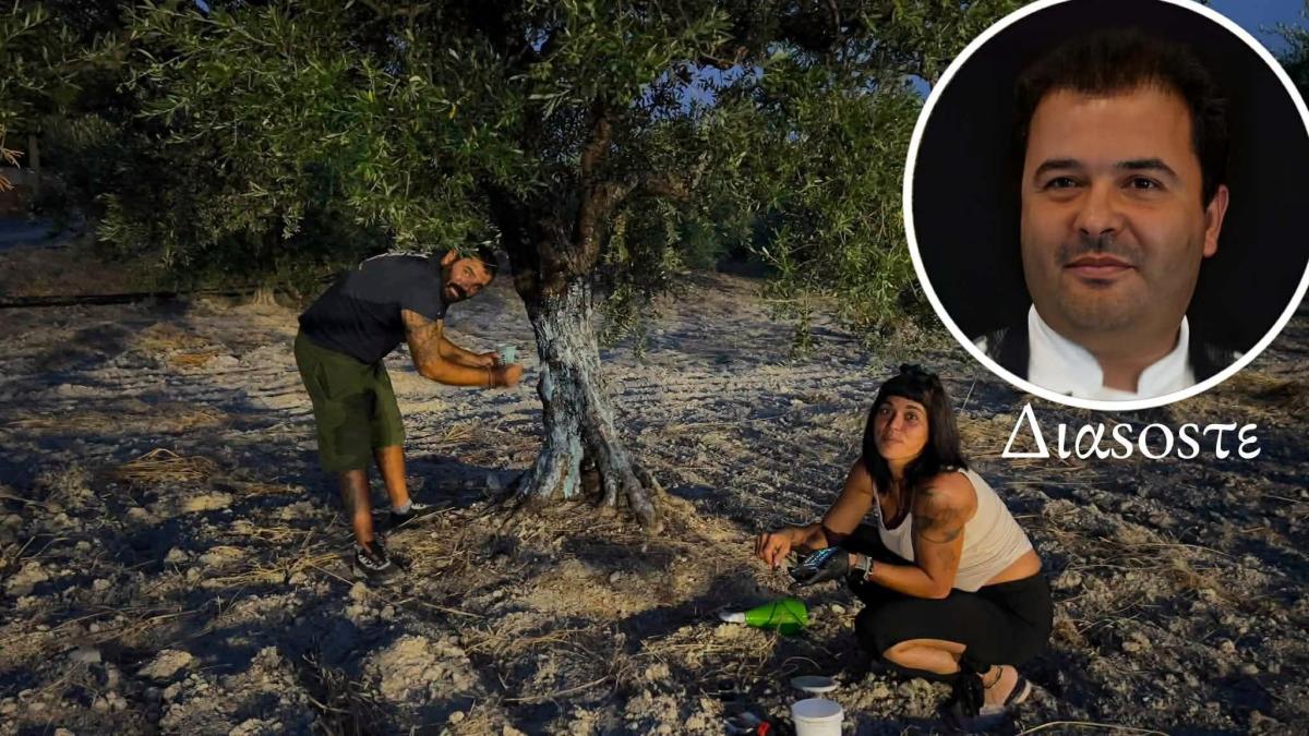 Αυτό δεν ξανάγινε στην Μεσαρά: Έβγαλαν καλούπι από μια ελιά για να φτιάξουν το αντίγραφό της!