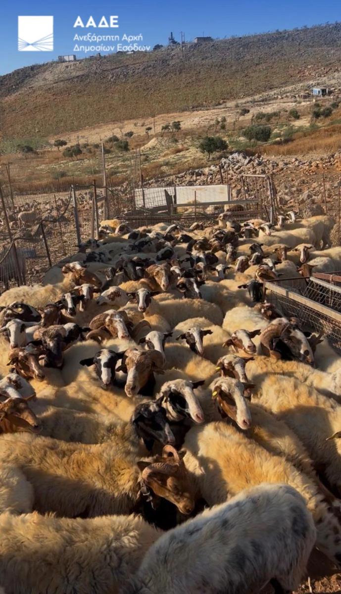 Μεγάλη απόβαση στα Ζωνιανά για τις επιδοτήσεις – Έλεγχοι σε 195 κτηνοτρόφους και «μπλόκο» σε όσους δεν εμφανίστηκαν