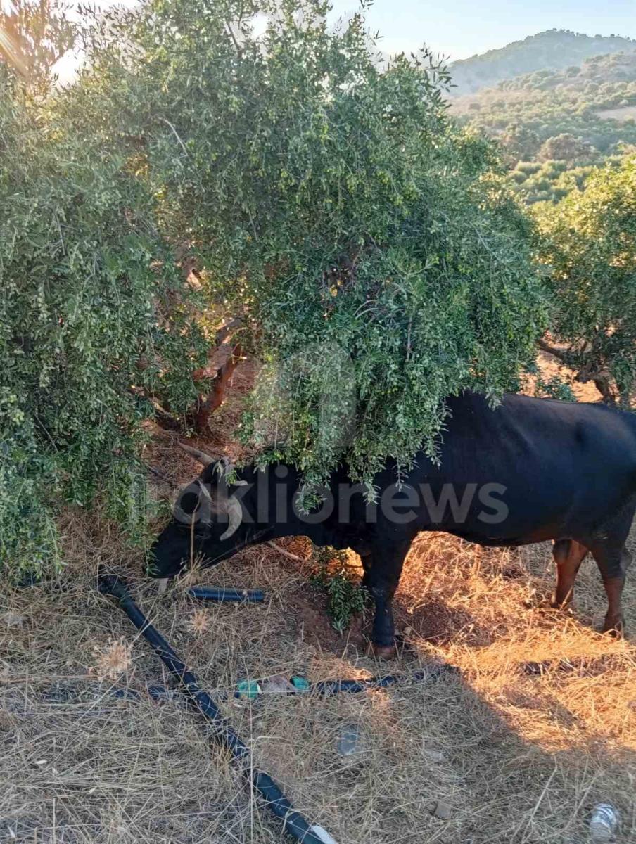 Απίστευτες εικόνες στη Μεσαρά: Τέσσερα βουβάλια εισέβαλαν σε ελαιώνα στο Κλήμα και προκάλεσαν μεγάλες ζημιές! - Δείτε βίντεο 3 Απίστευτες εικόνες στη Μεσαρά: Τέσσερα βουβάλια εισέβαλαν σε ελαιώνα στο Κλήμα και προκάλεσαν μεγάλες ζημιές! - Δείτε βίντεο