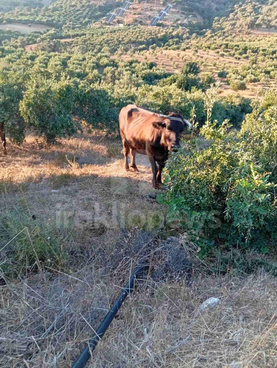 Απίστευτες εικόνες στη Μεσαρά: Τέσσερα βουβάλια εισέβαλαν σε ελαιώνα στο Κλήμα και προκάλεσαν μεγάλες ζημιές! - Δείτε βίντεο 12 Απίστευτες εικόνες στη Μεσαρά: Τέσσερα βουβάλια εισέβαλαν σε ελαιώνα στο Κλήμα και προκάλεσαν μεγάλες ζημιές! - Δείτε βίντεο