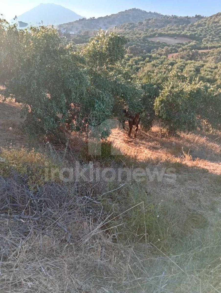 Απίστευτες εικόνες στη Μεσαρά: Τέσσερα βουβάλια εισέβαλαν σε ελαιώνα στο Κλήμα και προκάλεσαν μεγάλες ζημιές! - Δείτε βίντεο 13 Απίστευτες εικόνες στη Μεσαρά: Τέσσερα βουβάλια εισέβαλαν σε ελαιώνα στο Κλήμα και προκάλεσαν μεγάλες ζημιές! - Δείτε βίντεο