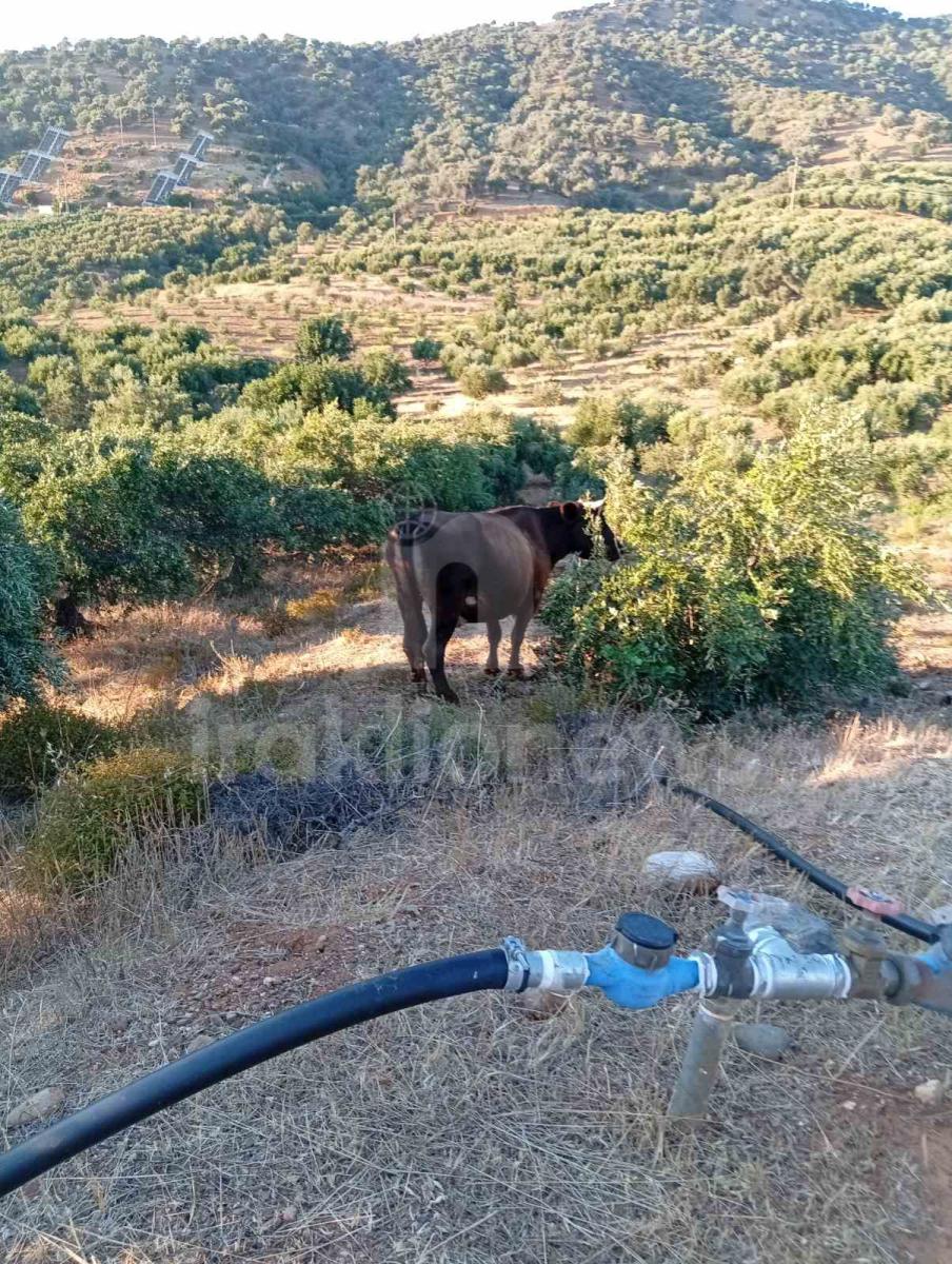 Απίστευτες εικόνες στη Μεσαρά: Τέσσερα βουβάλια εισέβαλαν σε ελαιώνα στο Κλήμα και προκάλεσαν μεγάλες ζημιές! - Δείτε βίντεο 14 Απίστευτες εικόνες στη Μεσαρά: Τέσσερα βουβάλια εισέβαλαν σε ελαιώνα στο Κλήμα και προκάλεσαν μεγάλες ζημιές! - Δείτε βίντεο