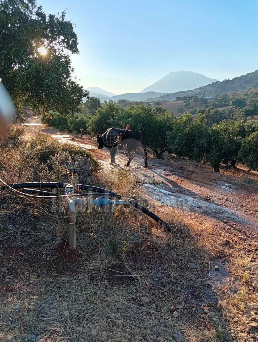 Απίστευτες εικόνες στη Μεσαρά: Τέσσερα βουβάλια εισέβαλαν σε ελαιώνα στο Κλήμα και προκάλεσαν μεγάλες ζημιές! - Δείτε βίντεο 15 Απίστευτες εικόνες στη Μεσαρά: Τέσσερα βουβάλια εισέβαλαν σε ελαιώνα στο Κλήμα και προκάλεσαν μεγάλες ζημιές! - Δείτε βίντεο