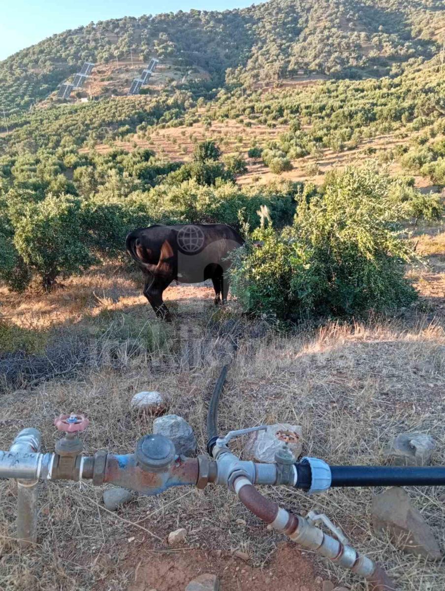 Απίστευτες εικόνες στη Μεσαρά: Τέσσερα βουβάλια εισέβαλαν σε ελαιώνα στο Κλήμα και προκάλεσαν μεγάλες ζημιές! - Δείτε βίντεο 16 Απίστευτες εικόνες στη Μεσαρά: Τέσσερα βουβάλια εισέβαλαν σε ελαιώνα στο Κλήμα και προκάλεσαν μεγάλες ζημιές! - Δείτε βίντεο