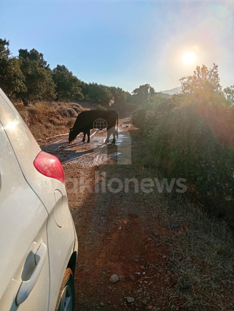 Απίστευτες εικόνες στη Μεσαρά: Τέσσερα βουβάλια εισέβαλαν σε ελαιώνα στο Κλήμα και προκάλεσαν μεγάλες ζημιές! - Δείτε βίντεο 17 Απίστευτες εικόνες στη Μεσαρά: Τέσσερα βουβάλια εισέβαλαν σε ελαιώνα στο Κλήμα και προκάλεσαν μεγάλες ζημιές! - Δείτε βίντεο