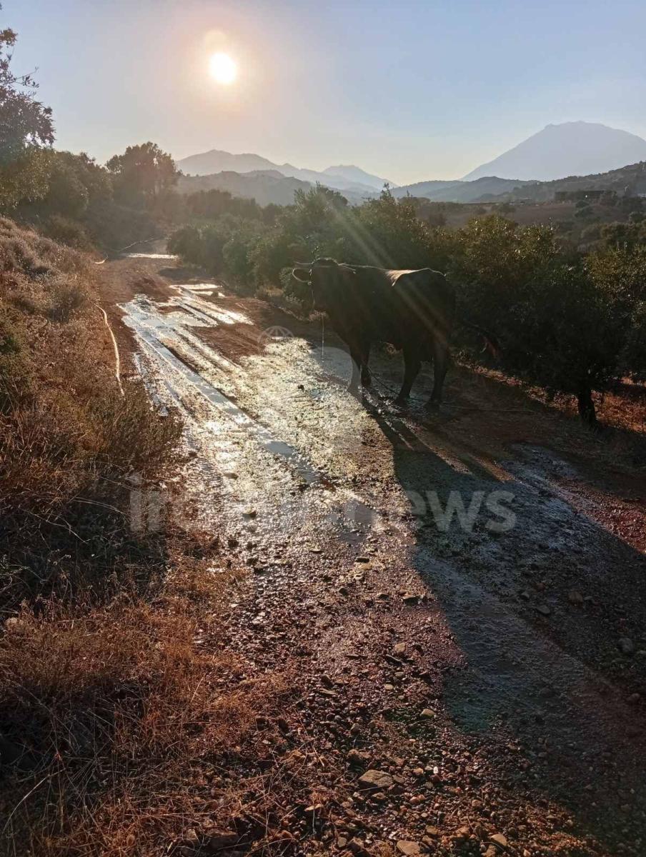 Απίστευτες εικόνες στη Μεσαρά: Τέσσερα βουβάλια εισέβαλαν σε ελαιώνα στο Κλήμα και προκάλεσαν μεγάλες ζημιές! - Δείτε βίντεο 18 Απίστευτες εικόνες στη Μεσαρά: Τέσσερα βουβάλια εισέβαλαν σε ελαιώνα στο Κλήμα και προκάλεσαν μεγάλες ζημιές! - Δείτε βίντεο