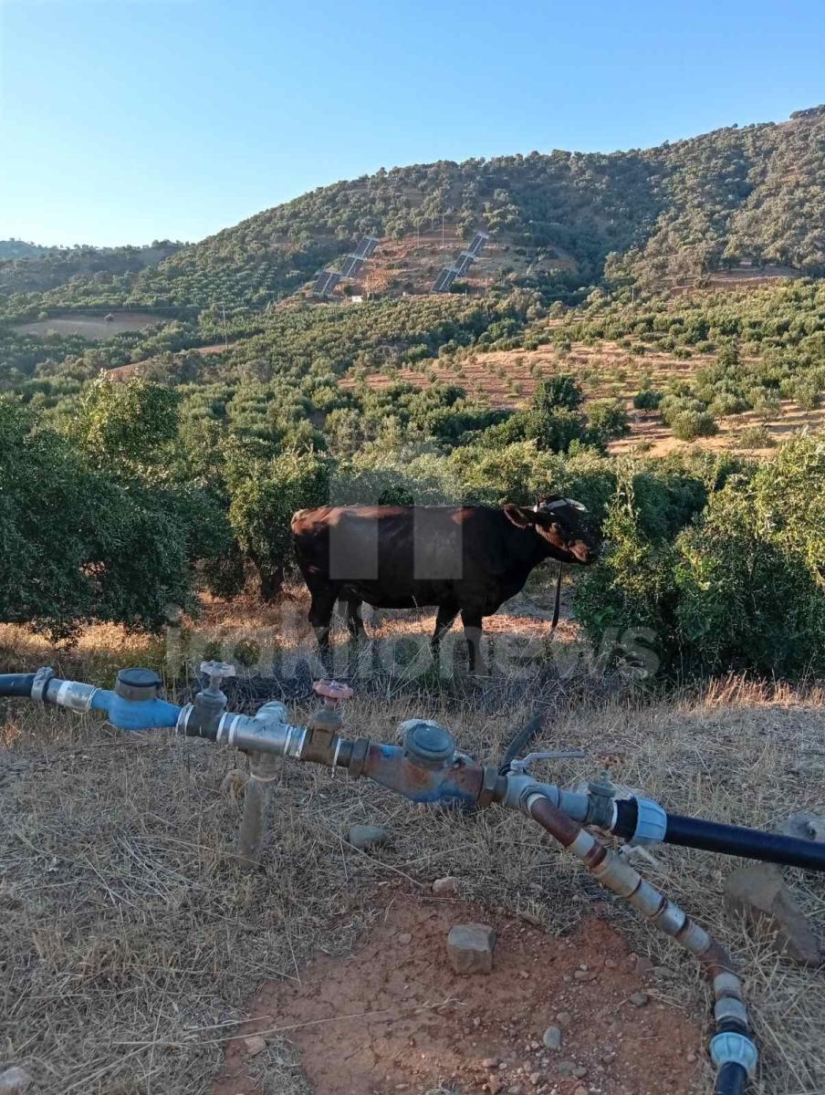 Απίστευτες εικόνες στη Μεσαρά: Τέσσερα βουβάλια εισέβαλαν σε ελαιώνα στο Κλήμα και προκάλεσαν μεγάλες ζημιές! - Δείτε βίντεο 19 Απίστευτες εικόνες στη Μεσαρά: Τέσσερα βουβάλια εισέβαλαν σε ελαιώνα στο Κλήμα και προκάλεσαν μεγάλες ζημιές! - Δείτε βίντεο