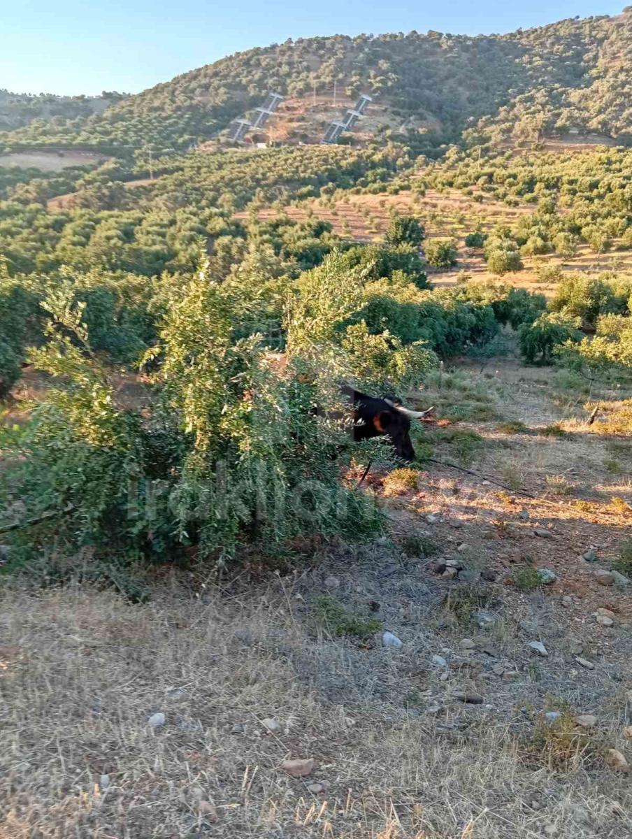 Απίστευτες εικόνες στη Μεσαρά: Τέσσερα βουβάλια εισέβαλαν σε ελαιώνα στο Κλήμα και προκάλεσαν μεγάλες ζημιές! - Δείτε βίντεο 4 Απίστευτες εικόνες στη Μεσαρά: Τέσσερα βουβάλια εισέβαλαν σε ελαιώνα στο Κλήμα και προκάλεσαν μεγάλες ζημιές! - Δείτε βίντεο