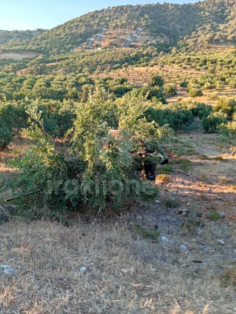 Απίστευτες εικόνες στη Μεσαρά: Τέσσερα βουβάλια εισέβαλαν σε ελαιώνα στο Κλήμα και προκάλεσαν μεγάλες ζημιές! - Δείτε βίντεο 5 Απίστευτες εικόνες στη Μεσαρά: Τέσσερα βουβάλια εισέβαλαν σε ελαιώνα στο Κλήμα και προκάλεσαν μεγάλες ζημιές! - Δείτε βίντεο