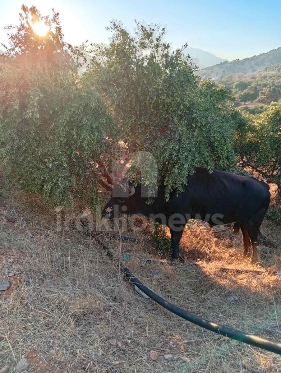 Απίστευτες εικόνες στη Μεσαρά: Τέσσερα βουβάλια εισέβαλαν σε ελαιώνα στο Κλήμα και προκάλεσαν μεγάλες ζημιές! - Δείτε βίντεο 6 Απίστευτες εικόνες στη Μεσαρά: Τέσσερα βουβάλια εισέβαλαν σε ελαιώνα στο Κλήμα και προκάλεσαν μεγάλες ζημιές! - Δείτε βίντεο