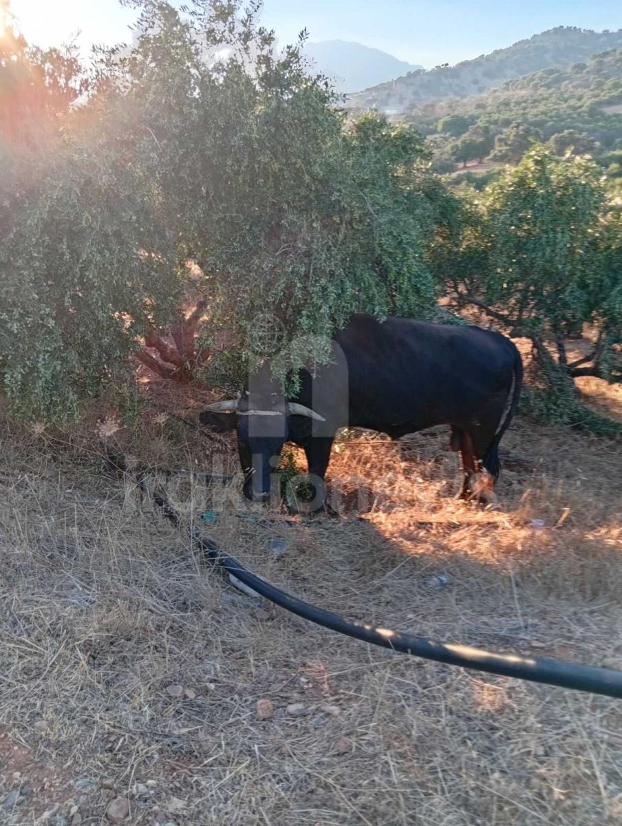 Απίστευτες εικόνες στη Μεσαρά: Τέσσερα βουβάλια εισέβαλαν σε ελαιώνα στο Κλήμα και προκάλεσαν μεγάλες ζημιές! - Δείτε βίντεο 7 Απίστευτες εικόνες στη Μεσαρά: Τέσσερα βουβάλια εισέβαλαν σε ελαιώνα στο Κλήμα και προκάλεσαν μεγάλες ζημιές! - Δείτε βίντεο