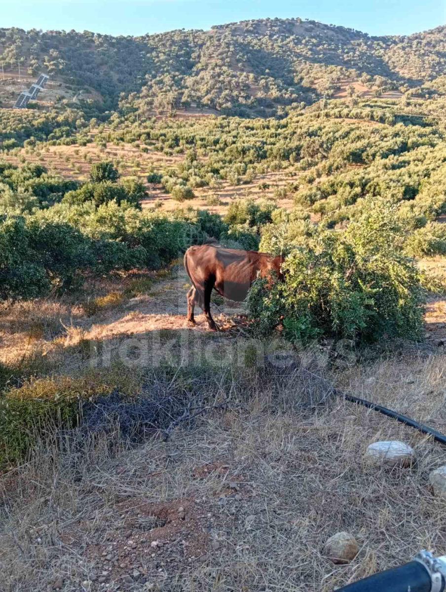 Απίστευτες εικόνες στη Μεσαρά: Τέσσερα βουβάλια εισέβαλαν σε ελαιώνα στο Κλήμα και προκάλεσαν μεγάλες ζημιές! - Δείτε βίντεο 8 Απίστευτες εικόνες στη Μεσαρά: Τέσσερα βουβάλια εισέβαλαν σε ελαιώνα στο Κλήμα και προκάλεσαν μεγάλες ζημιές! - Δείτε βίντεο