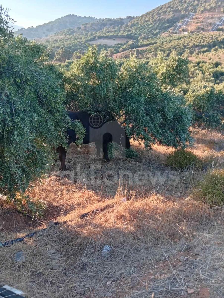 Απίστευτες εικόνες στη Μεσαρά: Τέσσερα βουβάλια εισέβαλαν σε ελαιώνα στο Κλήμα και προκάλεσαν μεγάλες ζημιές! - Δείτε βίντεο 9 Απίστευτες εικόνες στη Μεσαρά: Τέσσερα βουβάλια εισέβαλαν σε ελαιώνα στο Κλήμα και προκάλεσαν μεγάλες ζημιές! - Δείτε βίντεο