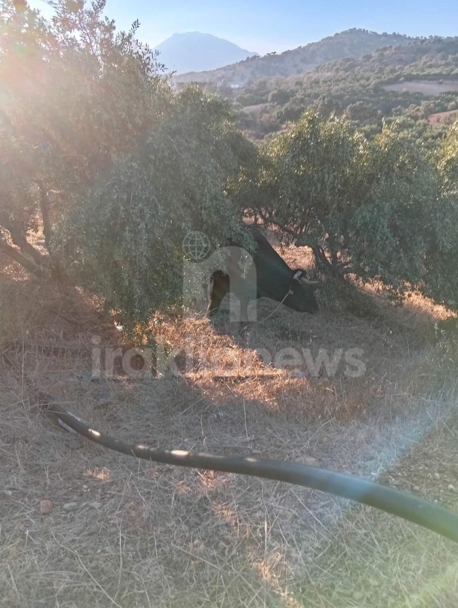 Απίστευτες εικόνες στη Μεσαρά: Τέσσερα βουβάλια εισέβαλαν σε ελαιώνα στο Κλήμα και προκάλεσαν μεγάλες ζημιές! - Δείτε βίντεο 10 Απίστευτες εικόνες στη Μεσαρά: Τέσσερα βουβάλια εισέβαλαν σε ελαιώνα στο Κλήμα και προκάλεσαν μεγάλες ζημιές! - Δείτε βίντεο