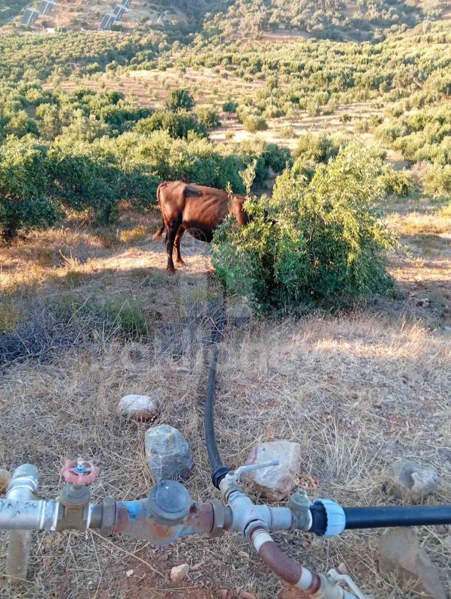 Απίστευτες εικόνες στη Μεσαρά: Τέσσερα βουβάλια εισέβαλαν σε ελαιώνα στο Κλήμα και προκάλεσαν μεγάλες ζημιές! - Δείτε βίντεο 11 Απίστευτες εικόνες στη Μεσαρά: Τέσσερα βουβάλια εισέβαλαν σε ελαιώνα στο Κλήμα και προκάλεσαν μεγάλες ζημιές! - Δείτε βίντεο