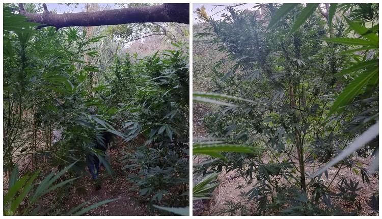 Έφοδος της Δίωξης στο Ηράκλειο: «Δάσος» από χασισόδεντρα 3,5 μέτρων στην ενδοχώρα - Χειροπέδες σε 62χρονο 3 Έφοδος της Δίωξης στο Ηράκλειο: «Δάσος» από χασισόδεντρα 3,5 μέτρων στην ενδοχώρα - Χειροπέδες σε 62χρονο