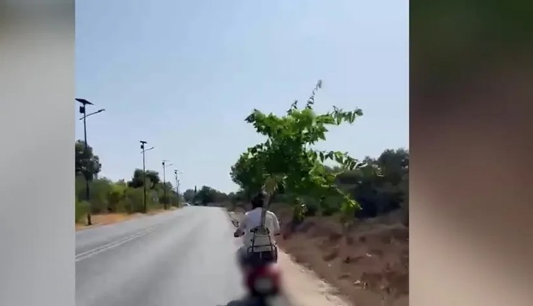 δέντρο