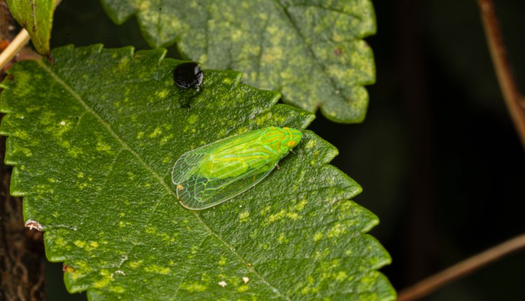 Diaphorina citri