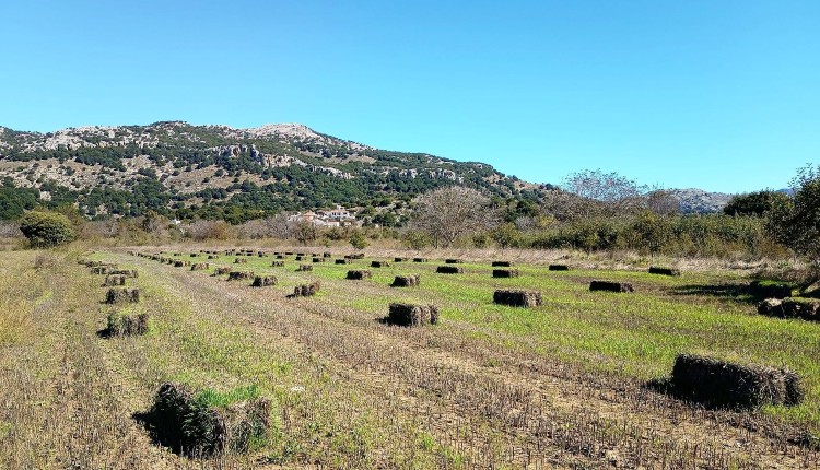 Κρήτη: Οι βροχές έφεραν μια απίστευτη εικόνα στο Οροπέδιο Λασιθίου – Φύτρωσε σιτάρι πάνω σε μπάλες άχυρου! 1 Κρήτη: Οι βροχές έφεραν μια απίστευτη εικόνα στο Οροπέδιο Λασιθίου – Φύτρωσε σιτάρι πάνω σε μπάλες άχυρου!