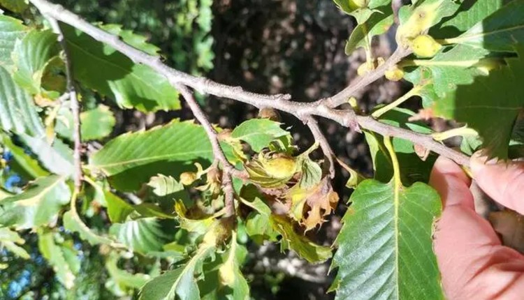 dryocosmus-kuriphilus_photo