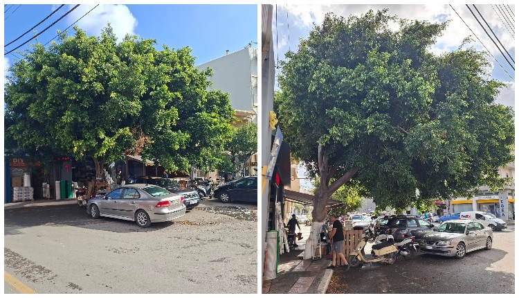 Δέντρο